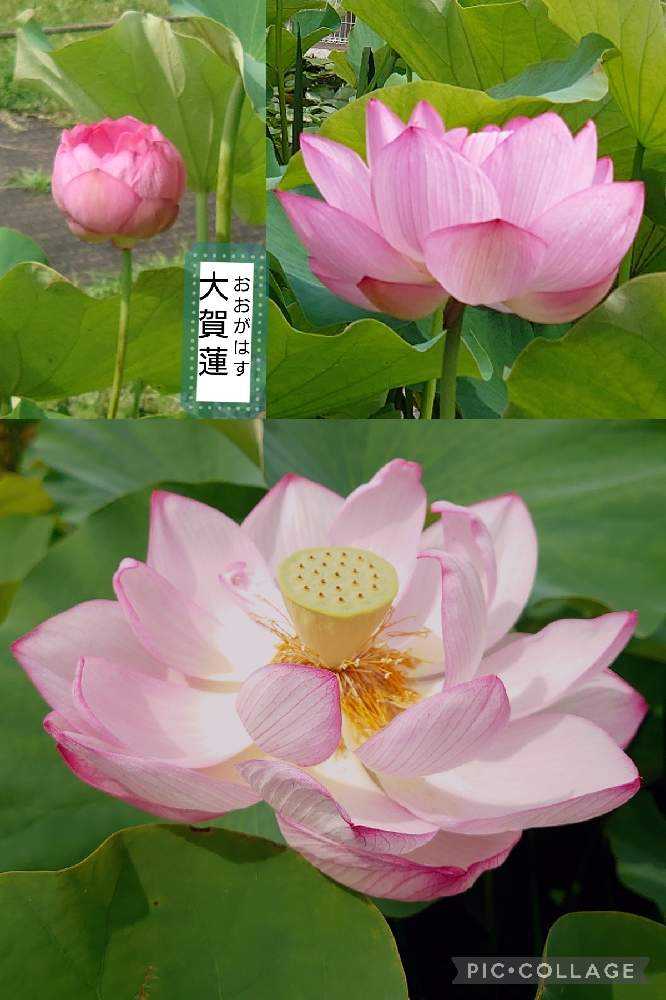 ビバレン 花野井アグリ(2枚目あり) 蓮の花観てきました！②【ア〜ソ】36品種｜🍀GreenSnap
