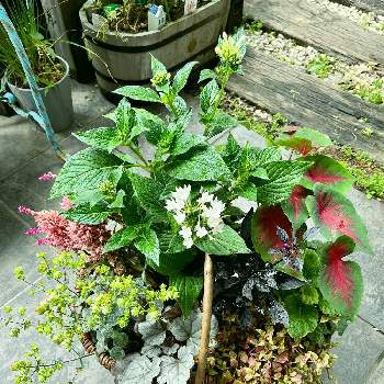 トレニアコンカラー バリエガータの投稿画像一覧 Greensnap グリーンスナップ