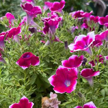 １９日はピンクの日の画像 by ささりんさん | 小さな庭とサフィニア アート あずきフラッペとお花大好き♡とピンクの花と１９日はピンクの日と植物大好きとおうち園芸と可愛いと19日はピンクの日!