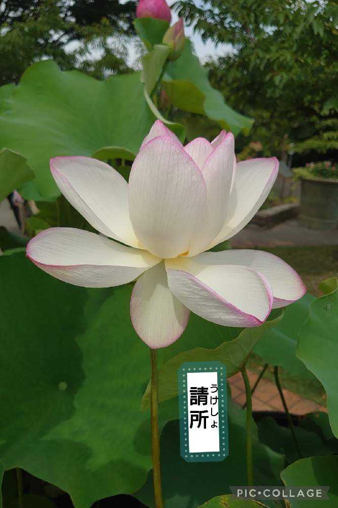 蓮の花観てきました！②【ア〜ソ】36品種｜🍀GreenSnap