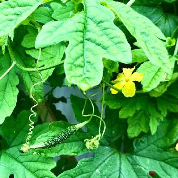 ゴーヤの花と実の投稿画像一覧 Greensnap グリーンスナップ ゴーヤの花と実の投稿画像一覧 Greensnap グリーンスナップ