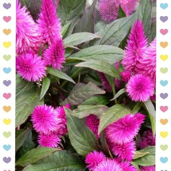 19日はピンクの日♪の画像 by midorinさん | ケイトウと可愛いお花♪と19日はピンクの日♪と乙女色クラブ