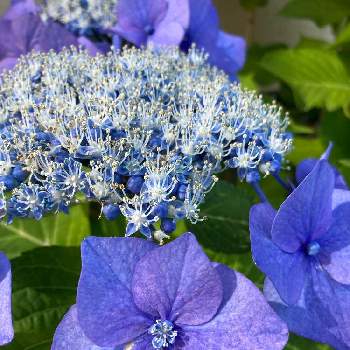 装飾花の投稿画像一覧 Greensnap グリーンスナップ