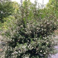 ギンバイカ 銀梅花 の育て方 剪定方法は 鉢植えでも育てられる Greensnap グリーンスナップ