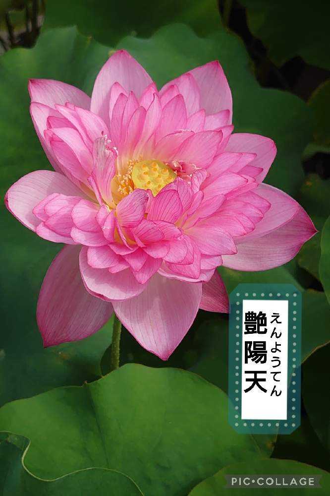 蓮の花観てきました！②【ア〜ソ】36品種｜🍀GreenSnap（グリーン