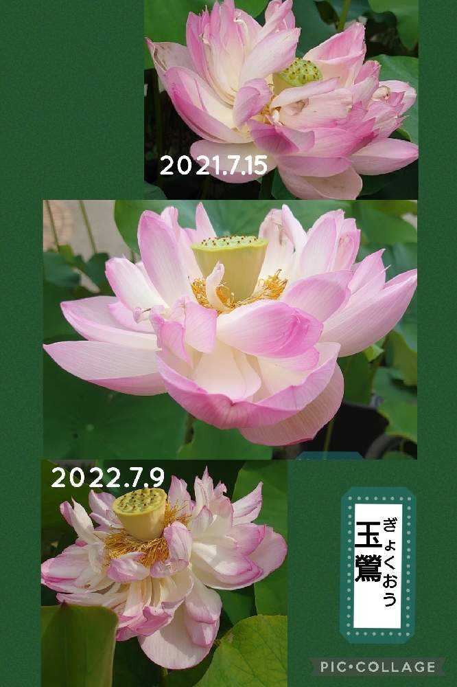 蓮の花観てきました！②【ア〜ソ】36品種｜🍀GreenSnap