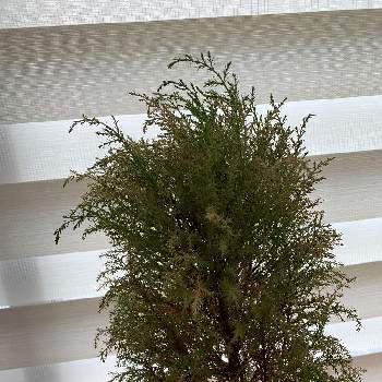 ゴールドクレストの投稿画像一覧 Greensnap グリーンスナップ