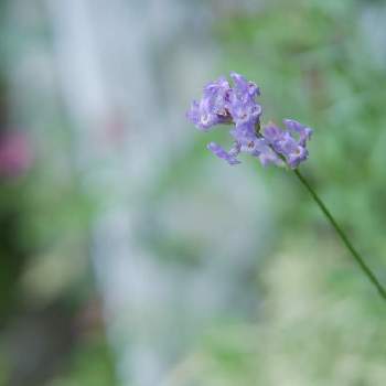 F2.2の画像 by 由美子さん | 小さな庭と長崎ラベンダー リトルマミーとラベンダーとLUMIX gf7とパナライカ25mmと今日のお花とミラーレス一眼とF2.2と青い花マニア