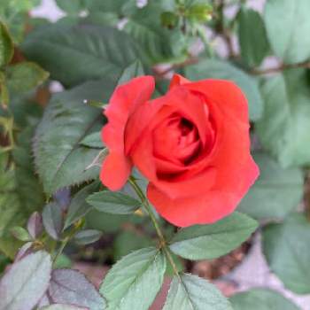 薔薇愛の画像 by ウサ ハナさん | 花のある暮らしと薔薇愛とおうち園芸