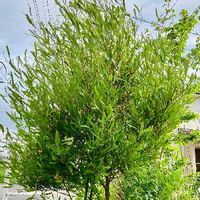 ドドナエアの育て方 植え付けや植え替えの時期は 剪定方法は Greensnap グリーンスナップ