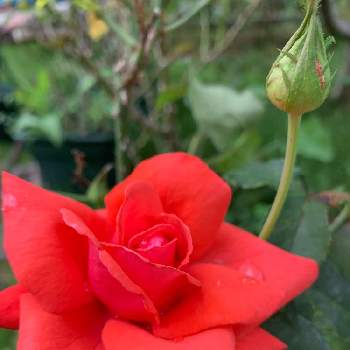 ゴジャール,ばら バラ 薔薇,庭の花,花壇,GS映えの画像