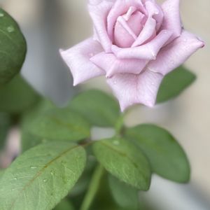 ブルームーン,庭の花,夏の花,花のある暮らし,バラが咲いたよの画像