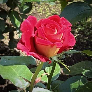 バラ クレオパトラの投稿画像一覧 Greensnap グリーンスナップ