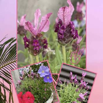 19日はピンクの日!の画像 by julianさん | 小さな庭とピンクの花とラベンダーバルセロナローズとおうち園芸と今日のお花とラベンダー☆と綺麗とガーデニングと花のある暮らしと19日はピンクの日!