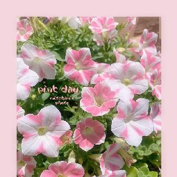 19日はピンクの日!の画像 by みっちゃん*☻*さん | サフィニアアート・ももいろハートと乙女ピンクとキュンキュン乙女倶楽部とありがとう♡とピンク❤︎ピンクと聖子ちゃんの歌をもう一度♡∗︎*ﾟと元気もらえるとピンクのお花とミッチの会とピンクワールドへ ようこそと花のある暮らしとかわいいな♡と19日はピンクの日!