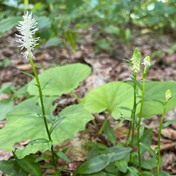 栃木県日光市の投稿画像一覧 Greensnap グリーンスナップ