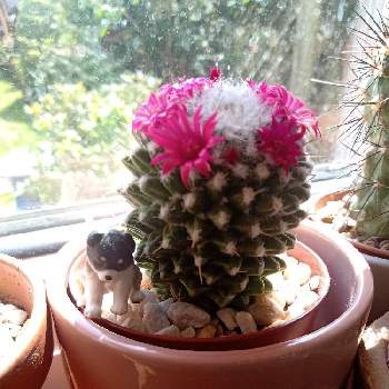 花かんむりの投稿画像一覧 Greensnap グリーンスナップ