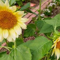 ヒマワリ,ミニひまわり,黄色い花,花散歩,今日のお花の画像