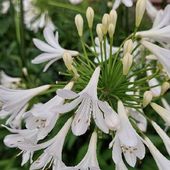 アガパンサス    白の画像 by カマンベールさん | 小さな庭とアガパンサス    白とアガパンサスと白い花と白い水曜日♡