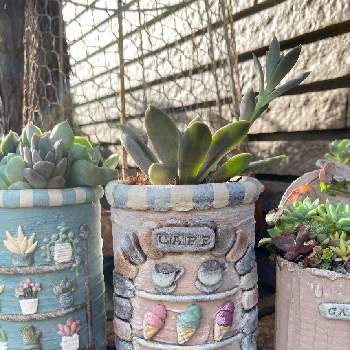 ハンドメイド 鉢の投稿画像一覧 Greensnap グリーンスナップ