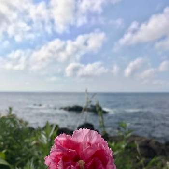海辺の画像 by カモミールさん | ピンクの花と青空と海辺とフヨウ属
