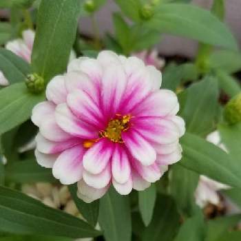 アズガーデン大治の投稿画像一覧 Greensnap グリーンスナップ