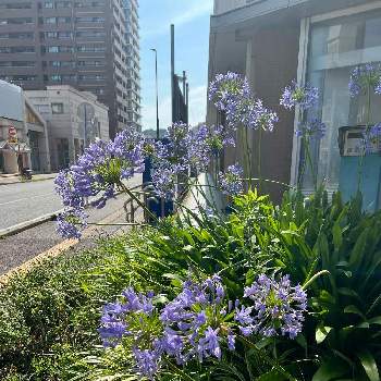 アガパンサスの花の画像 by ＊nijikoさん | お出かけ先と今日の一枚とアガパンサスの花と駅前の花壇