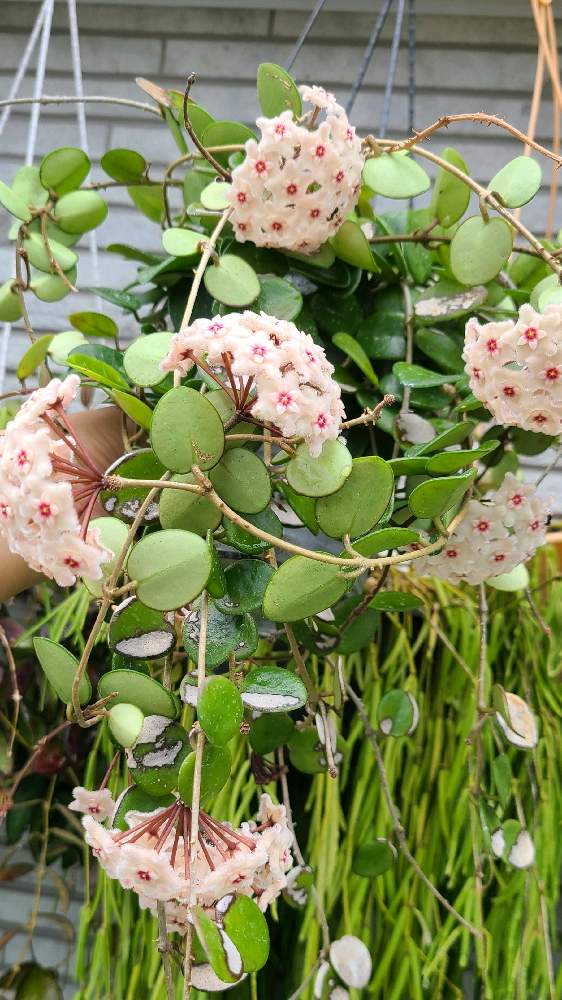 ホヤ の投稿画像 By きいろさん マチルダと小さな庭と着生植物と観葉植物と花の群生地フォトコンとおうち園芸とホヤと珍奇植物と花 のある暮らしと着生植物と観葉植物と花の群生地フォトコンとおうち園芸とホヤと珍奇植物と花のある暮らし 22月7月日 Greensnap