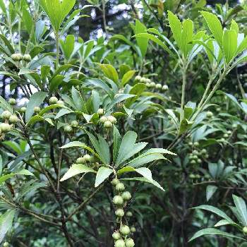 緑の実の投稿画像一覧 Greensnap グリーンスナップ