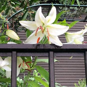 すき♪の画像 by カンパニュラさん | 小さな庭とユリとカサブランカといい香りと白い花とすき♪