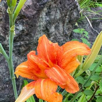 ヤブカンゾウの花の画像 by ハナミズキさん | お出かけ先とヤブカンゾウと最前線のあなたへとヤブカンゾウの花と元気パワーとオレンジの花と季節のお花と小さな幸せ♡と平和を願う☆と花のある暮らし