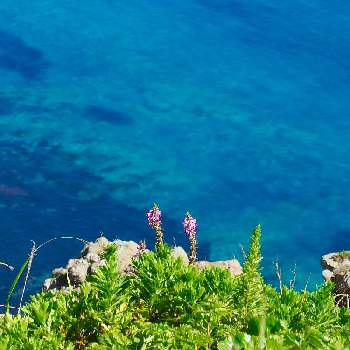 礼文島の画像 by めこさん | 礼文ブルーとレブンシオガマと礼文島と夏のお花と礼文ブルーの海とピンクと北海道