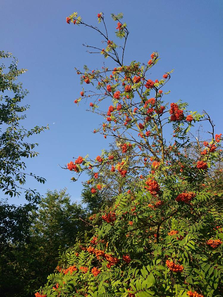 セイヨウナナカマドの投稿画像 By ꪔꫛꀘꭵさん 22 07 と セイヨウナナカマドと22 07 22月7月日 Greensnap グリーンスナップ Greensnap グリーンスナップ
