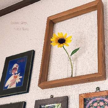 サンビリーバブル・ブラウンアイガールの画像 by ゆっきさん | サンビリーバブル・ブラウンアイガールと今日のお花とひまわり♡と鉢植えとチーム福岡