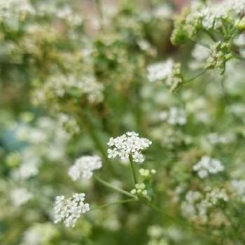 スープセロリの投稿画像一覧 Greensnap グリーンスナップ