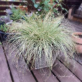 暑さ寒さに強いの投稿画像一覧 Greensnap グリーンスナップ