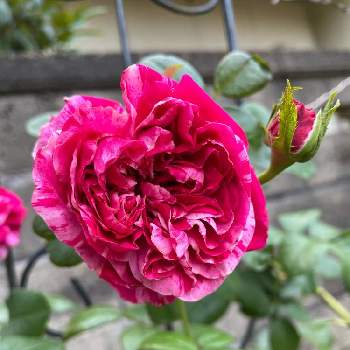 薔薇 ほほえみの画像 by Angela350さん | 広い庭とバラ・フランボワーズ・バニーユとつるバラとカラフルな花とありがとうとつぼみがたくさんと薔薇 ほほえみと笑顔がいちばんと微笑み