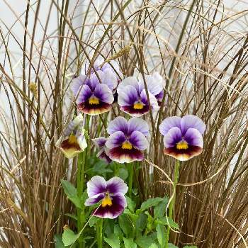 ヌーヴェル ヴァーグの投稿画像一覧 Greensnap グリーンスナップ