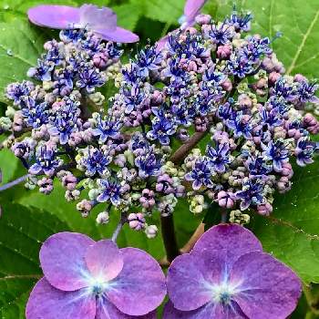 ヤマアジサイの画像 by 花土葉さん | 小さな庭と乙女の愛と紫色の花と紫陽花 アジサイ あじさいと山紫陽花♡とお庭の植物とお疲れ様でしたとヤマアジサイと青い花