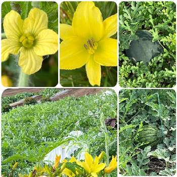 スイカの花の投稿画像一覧 Greensnap グリーンスナップ