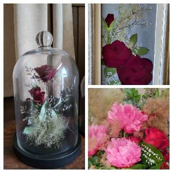 感謝の花束の投稿画像一覧 Greensnap グリーンスナップ