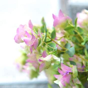 花オレガノの画像 by akiらさん | オレガノ ケントビューティと小さい花壇と花オレガノと宿根・多年草