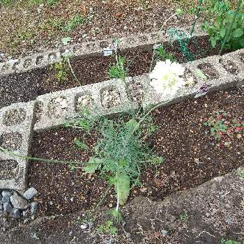 スカビオサ オクロレウカの投稿画像一覧 Greensnap グリーンスナップ