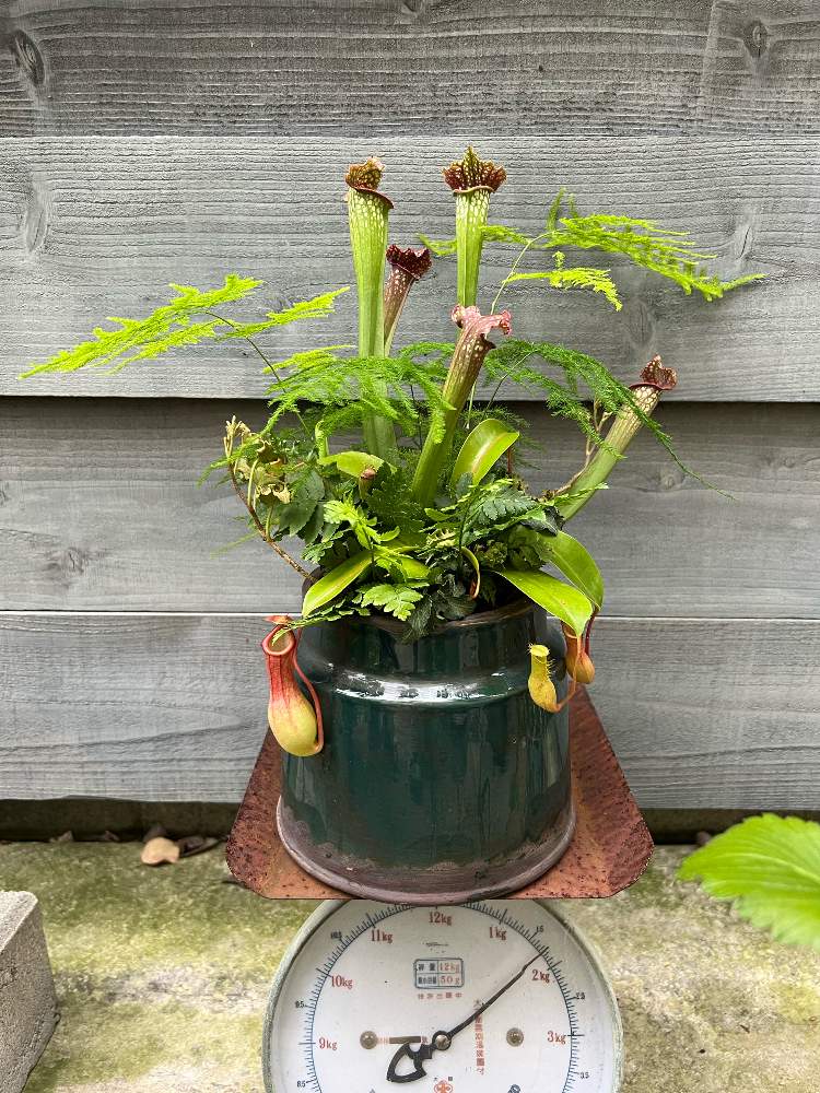 サラセニア の投稿画像 By Tousoukouさん アイビー ハンサムリーフとアスパラガス プルモーサス ナナスとシダとネペンテスと小さな庭と植物と暮らすとみどりのある暮らしと観葉植物と植物のある暮らしとボタニカルライフと食虫植物と植物との暮らしと全て根付きの植物