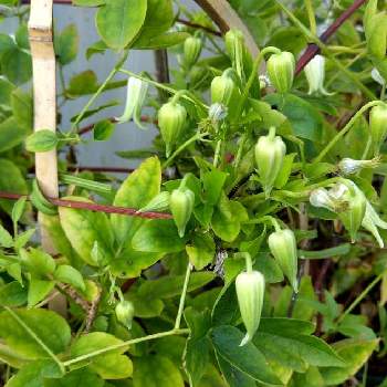 るんるん の投稿画像一覧 Greensnap グリーンスナップ