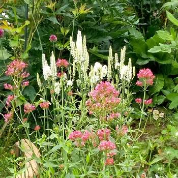 ベニカノコソウ セントランサスの投稿画像一覧 Greensnap グリーンスナップ