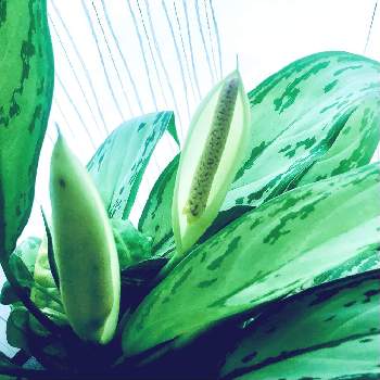 何でも水耕栽培してしまう症候群の投稿画像一覧 Greensnap グリーンスナップ