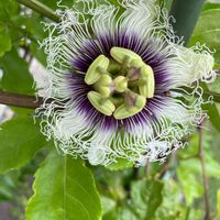 パッションフルーツ,花壇,ガーデニング,果樹,果物の花の画像