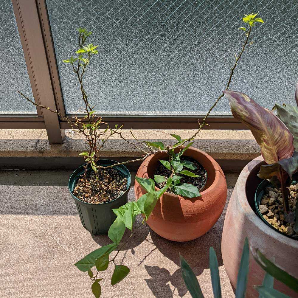 ブーゲンビリア①｜🍀GreenSnap（グリーンスナップ）