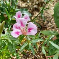 ゴデチアの育て方 種まき時期はいつ 花言葉に込められた意味とは Greensnap グリーンスナップ ゴデチアの育て方 種まき時期はいつ 花言葉に込められた意味とは Greensnap グリーンスナップ